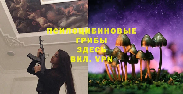 прущие грибы Няндома